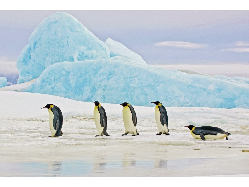 Painting of Penguins